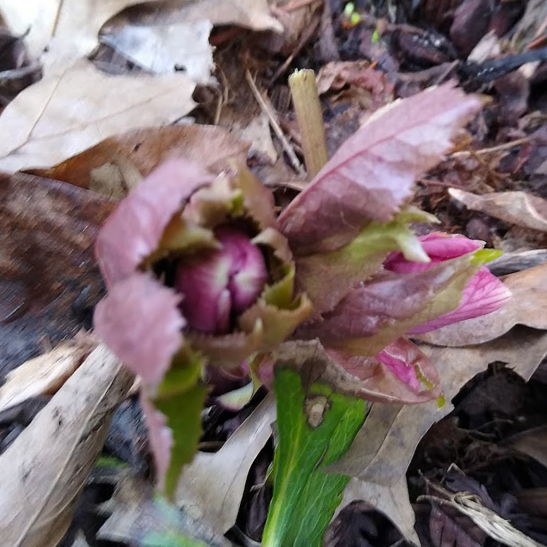 Purple leaves emerging from the ground