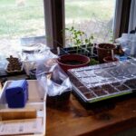 Seeds and seedlings on a table in a window