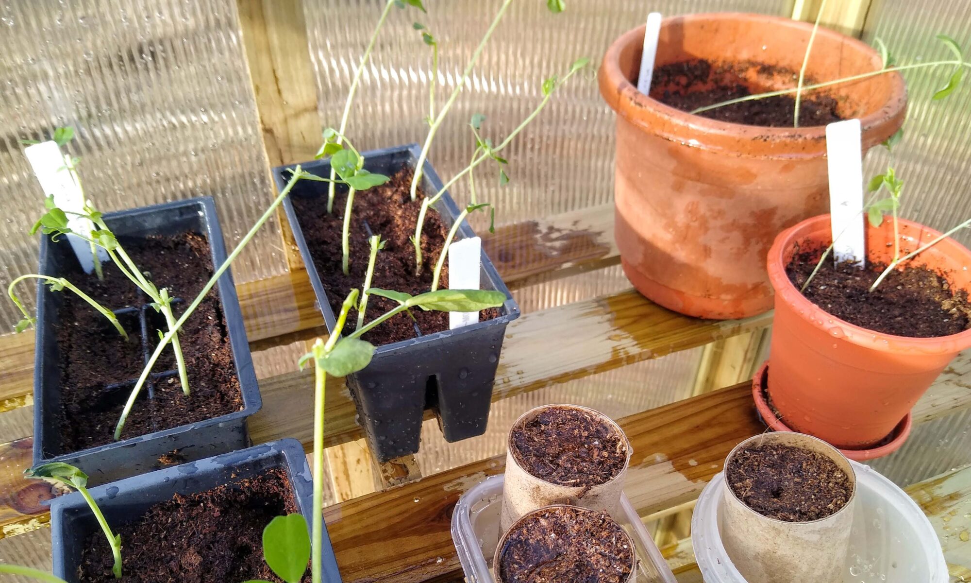 seedlings growing in a greenhouse